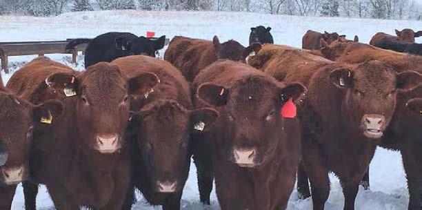 Registered OpenHeifers LOTS 86-87 - FULL SISTERS LOTS 86-87 Two ET Sisters sired by New Direction and from Six Mile Sierra 655. Will make powerful brood cows.