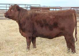 Registered OpenHeifers LOTS 88-91 - FULL SISTERS LOTS 88-91 Four PIE The Cowboy Kind sisters from the 372 Donor. Extra performance and maternal.