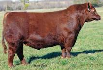 Registered & Commercial OpenHeifers Maternal Grand Sire to Lot 92 BROWN JYJ REDEMPTION Y1334 92 LEM MS FUSION 879 REG: 4007760 DOB: 1/10/18 TAT: 879 100% AR ANDRAS IN FOCUS B175 ANDRAS FUSION R236