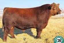 Reference Sires ANDRAS FUSION R236 MYTTY IN FOCUS ANDRAS IN FOCUS B175 DI ESTONIA 316 ANDRAS THUNDER B105 ANDRAS BELLE B167 ANDRAS BELLE 416 RED ANGUS REG 1506931 DOB 9/18/2011 TATTOO R236 HB GM CED