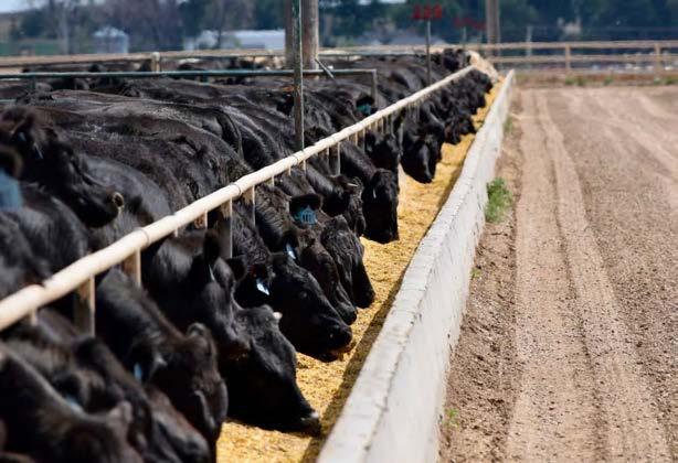 TOP DOLLAR ANGUS FEEDER CALF PROGRAM Top Dollar Angus is a genetic-certification and marketing company focused exclusively on the top 25 percent of the industry in carcass and growth Angus and
