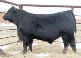 Black Balancer & Hybrid Bulls LOTS 1-4 - FULL BROTHERS LOT 1 LOT 2 LOTS 1-4 Four Resource sons from LEM Reputation s Dam. Sound made, heavy muscled, deep and naturally thick with tons of volume.
