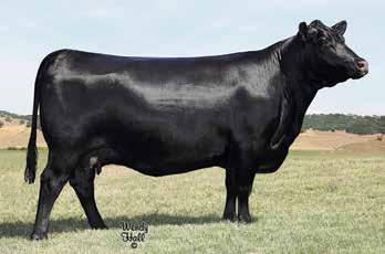combining the multi-trait sire, Payweight 1682 with the foundation Teixeira Cattle Company, Blackcap, Rita 1C43.