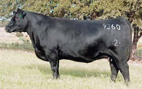 Fanny Family 2 Bar Mile High 9360 / The $120,000 valued Crazy K Ranch and Fairway Angus donor and dam of Lots 16A through 16C.
