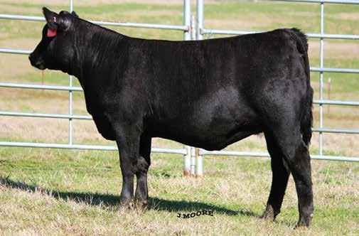 Performance Pairs Crazy K Queen Erica 6316 / Lot 84A 84 DCF Queen Erica 2669 [DDF] Birth Date: 10-5-2012 Cow +17529794 Tattoo: 2669 #Connealy Consensus #KMK Alliance 6595 I87 Connealy Consensus 7229