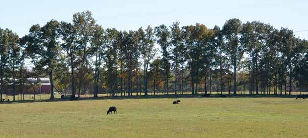 Every breeder aspires to develop a program and breed cattle that will improve not only the Angus breed but the entire cattle industry as well.