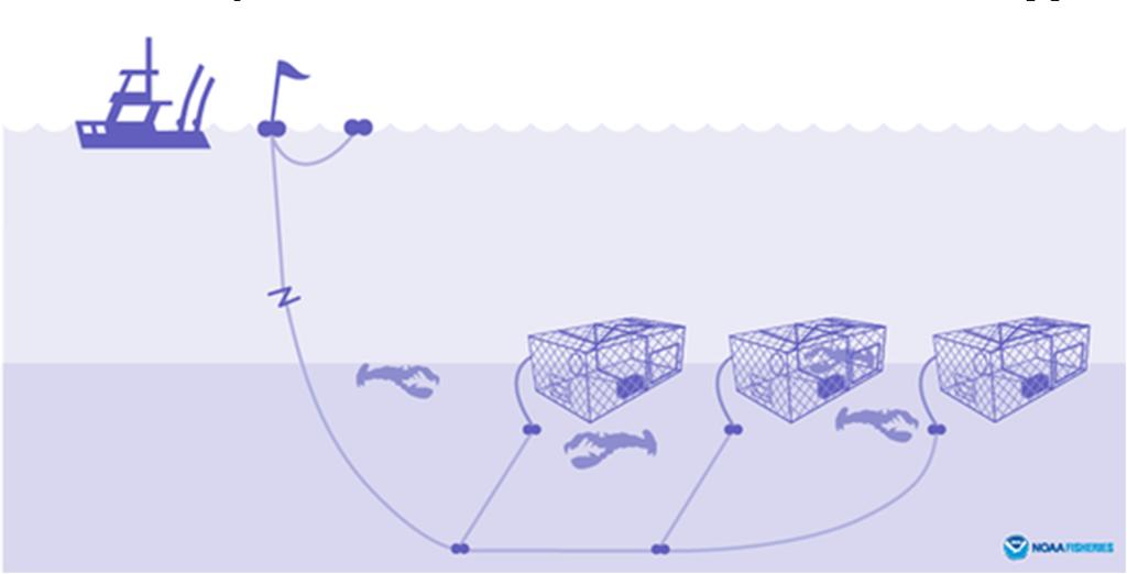 Fisheries involved Pot (trap) and gillnet fisheries for