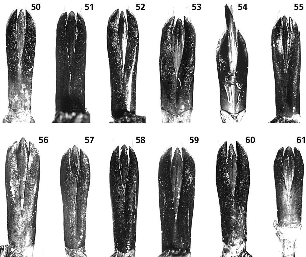 Figs 50 61: Male genitalia, dorsal aspect: 50 Lampetis (Spinthoptera) hondurensis sp. n.; 51 L. mexicana Théry, 1923; 52 L. monilis (Chevrolat, 1834); 53 L. simplex (Waterhouse, 1882); 54 L.