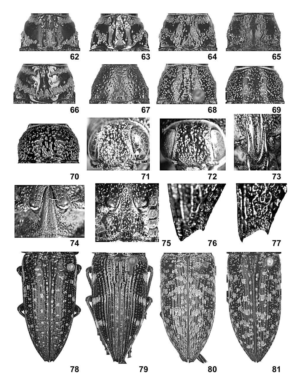Figs 62 81: Pronotum: 62 Lampetis (Spinthoptera) aurata (Saunders, 1871); 63 L. aurifera (Olivier, 1790); 64 L. bahamica (Fisher, 1925); 65 L. straba (Chevrolat, 1867); 66 L.
