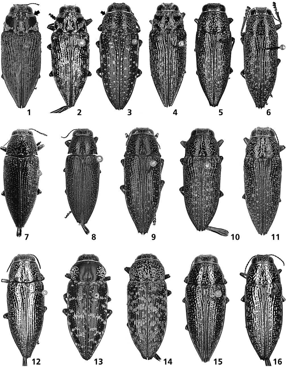 Figs 1 16: Male dorsal habitus: 1 Lampetis (Spinthoptera) aurata (Saunders, 1871); 2 L. aurifera (Olivier, 1790); 3 L. auropunctata (Kerremans, 1893); 4 L. bahamica (Fisher, 1925); 5 L.