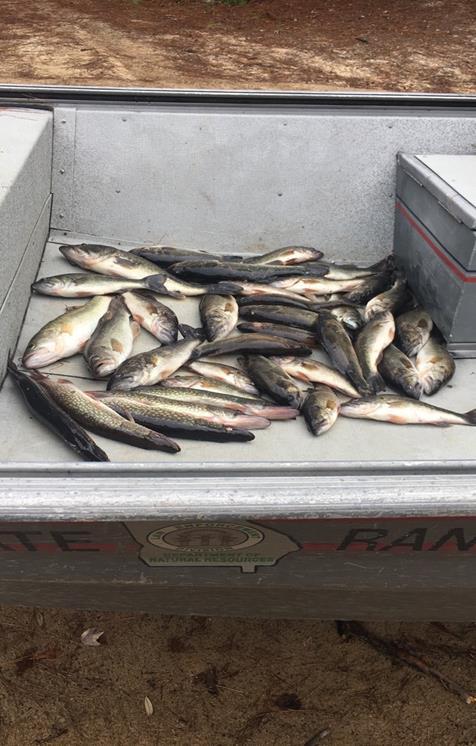 LONG COUNTY On October 7 Game Warden Patrick checked two fishermen taking their boat out at Beards Bluff landing. The fishermen had 31 largemouth bass in their cooler.