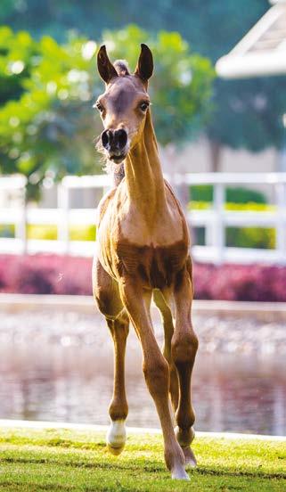 As a three-year old in 2011, Kahil was unstoppable as he began to grow into his full potential as a show horse.