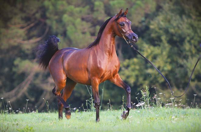 Owned by Aljassimya Farm rounded out Kahil s international show record to date and elevated him into the very top percentage of the illustrious group who have achieved that