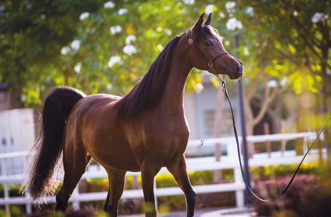 As Kahil Al Shaqab emerged out of the footsteps of his kingly ancestors and into the spotlight of Scottsdale this last February, he added yet another dimension of
