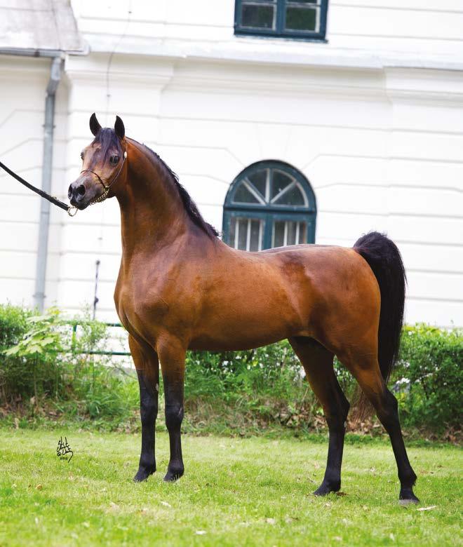 Stallion. Kahil Al Shaqab spent the 2012 and 2013 breeding seasons on lease to Poland, breeding the finest mares of Janów Podlaski and Michalów.