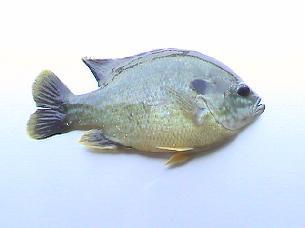 The belly of a female bluegill is yellow, while the belly of a breeding male is a rusty red color. Spawning season begins in late May and doesn t end until August.