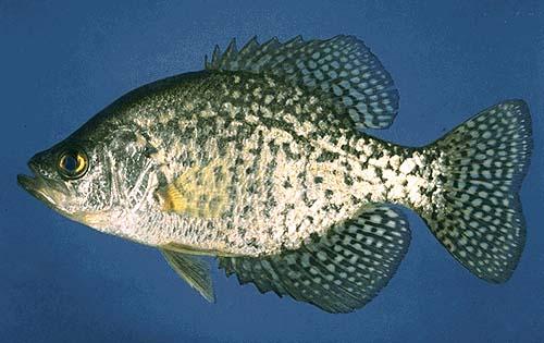 Black Crappie The Black Crappie is a large sunfish, although not as big as the Largemouth Bass. It grows up to 16 inches long and can weigh five pounds, but they are usually much smaller.