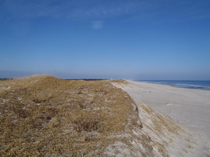 The sand that accumulated on the berm in late 2016 was gone by survey 54, but summer conditions allowed the berm to rebuild to a point seaward of the fall 2016