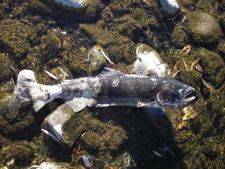 Figure 2: Photographs from Chinook salmon redd surveys on