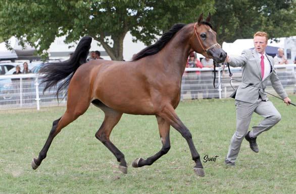 OWS AND EVENTS gold medal FILLies Z Areena Ameera (US) 2007 Rodan LTD x Ritz N Famous - O: