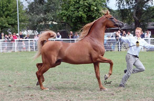SHOWS AND EVENT gold medal STALLIONS FS Ronaldo (DE) 2003 Kubinec (SU) x Helaliya - O: Mr and Mrs P Curry - B: F Spoenle SILVER