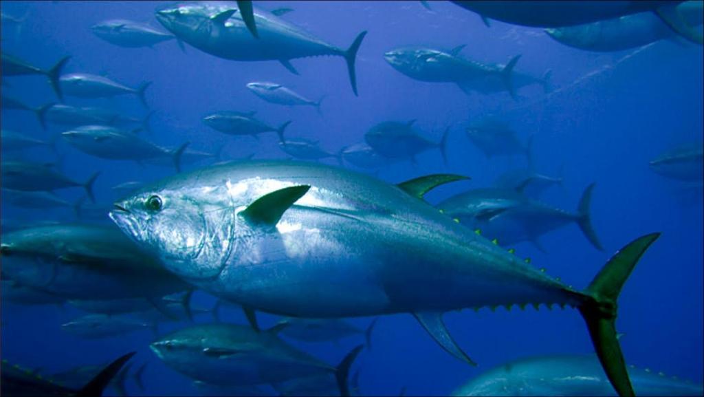 Tuna Fishery Status and Future Management Plans