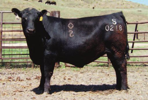 REFERENCE SIRES S Game Day 0218 Birth Date: 03/26/2010 Registration AAA 16698463 Boyd New Day 8005 GDAR Game Day 449 AAA #+14691231 G D A R Miss Wix 474 A A R New Trend S V F Forever Lady 57D Tehama