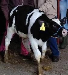 How Do I Know If My Calf Is a Single Breed Calf or Not? Does The Calf Meet Breed Color Marking Standards? Does The Calf Have Dairy Characteristics?