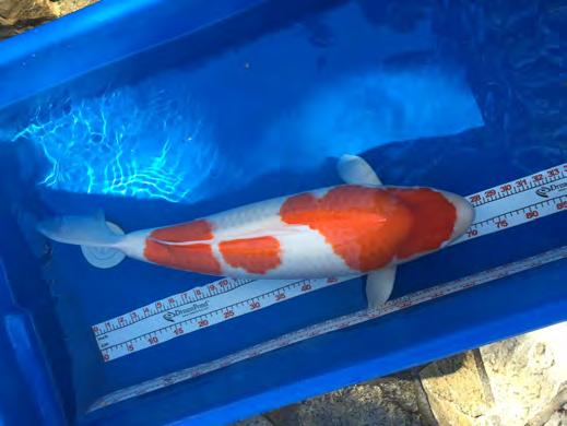 We all want our koi to be beautiful and live long happy lives. This Kohaku belongs to Bill Tullis and is the 2013 SoCal ZNA winner.