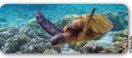 NesEng Habitat For Sea Turtles