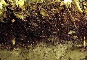 Invasive Earthworms Earthworms increase the density of soil,