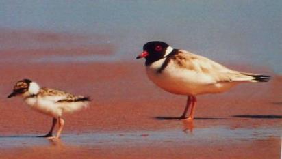 Hooded Plovers Small shore bird, nests on beaches in warmer months Listed as vulnerable in Vic, population <600 24 years of monitoring and active protection Threats: foxes, cats,