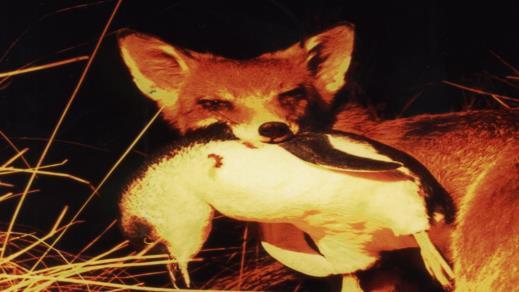 Fox eradication program Kill up to 300 penguins per year Fox control program began in 1980 s Eradication strategy from 2007 The control techniques used include: treadle snaring and