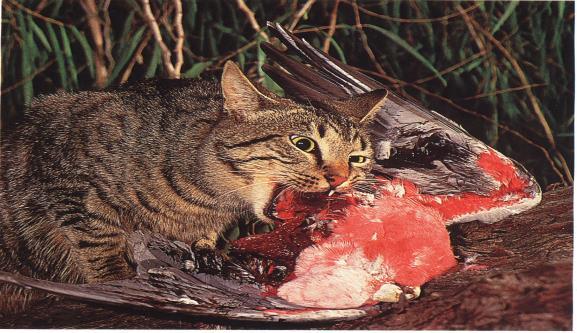 Number seen per hour spotlighting Cat control Major threat to biodiversity Trapping program since 1997 Over 2,000 cats removed from the park since 1997 Potential meso-predator release from fox