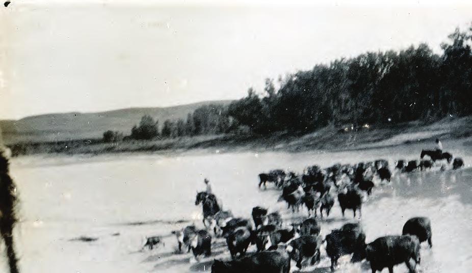 It is quite a feeling to ride across the same White River and across the same pastures - working cattle the same as the Thode s did back in the day.