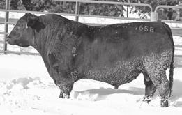 49 +22 +9.1 +11 +12 Baldridge Titan A139 was the top selling $100,000 bull of the 2015 Baldridge Bull Sale. His sons are moderate, very thick, wide based, big big topped and docile.