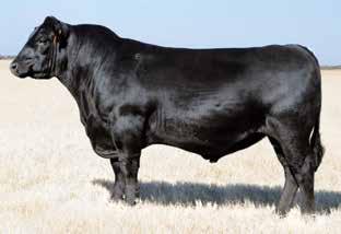 Blackcap Family Riverbend Blackcap W944 / The $44,000 selection of Ankony Angus in the 2016 Vintage Angus Ranch Sale and dam of Lot 5.