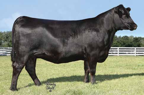 Blackbird Family FWY 7008 of T1088 3014 / The $45,000 selection of Edisto Pines in the record-setting 2016 Vintage Angus Ranch Sale and dam of Lots 11A and 11B.
