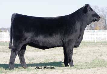 Rita Family EPF Rita 6615 / Lot 26A Deer Valley Rita 7105 / The $610,000 one-time world record-selling female and grandam of Lots 26A through 26C.