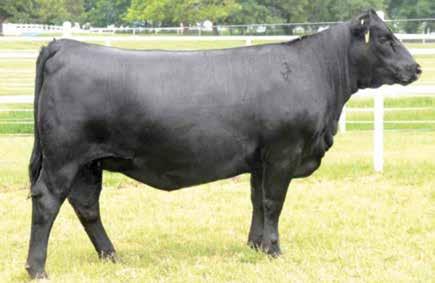 Heifer Prospects EXAR Blackcap 3091 / Daughters sells as Lots 36A and 36B. Basin Chloe 812L / The $250,000 valued herd sire producing grandam of Lot 37.