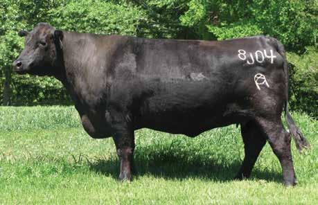 Bred Heifers DRMCTR Objective 8J04 / The breed leading growth female and grandam of Lot 42.