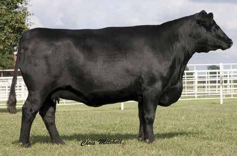 Performance Pairs HCC Forever Lady 3300 / A daughter of this featured Deer Valley Farm and Rimrock Productions foundation Forever Lady sells as Lot 66.