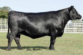 66 DeerValley ForeverLady 2325 [DDF] Birth Date: 3-9-2012 Cow +17238881 Tattoo: 2325 #Connealy Consensus #KMK Alliance 6595 I87 Connealy Consensus 7229 Blinda of Conanga 004 #16447771 Blue Lilly of