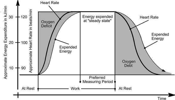 of the work. The initial oxygen deficit must be repaid at some time, usually during the following work if it is not overly demanding, or during a rest period.