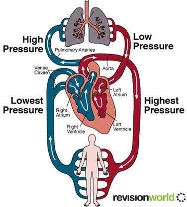 Blood delivers nutrients and O 2 to the muscles, carries away CO 2 and waste products Heart - pressure generating blood pump Lungs - site of O 2 and CO 2 exchange Cardiac output (Q) : flow