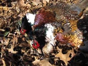 A pheasant researcher notebook: what we are learning about pheasants and pheasant
