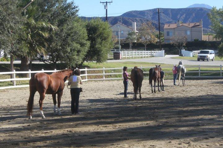 The Juniors judged each of the classes and were then given a critique on each of the horses.