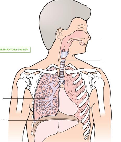 Respiratory System Homework The R S is the body s breathing equipment.