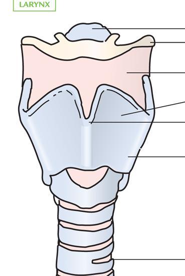 LARYNX From the P, A travels down in the L (aka V B ) Label this diagram Function: