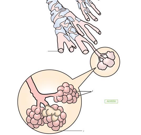 Label the Bronchioles, Alveoli, Alveolus This image gives a